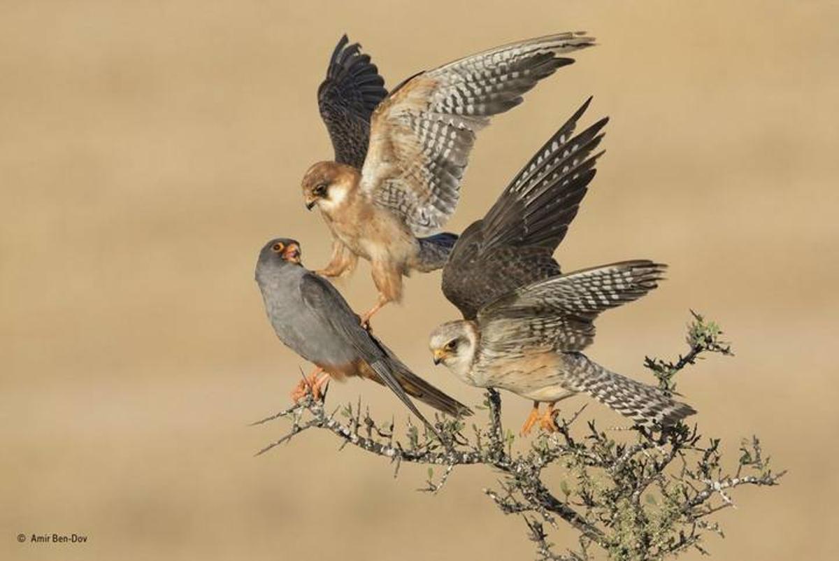 Las mejores fotos del concurso 'Wildlife Photographer of the Year'
