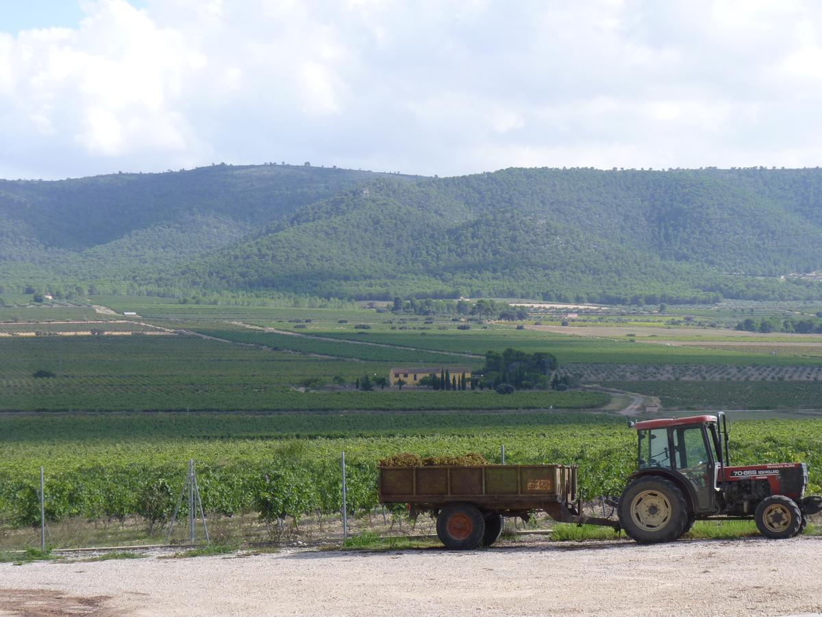 Les Terres dels Alforins, un paraíso para los amantes del vino y la naturaleza.