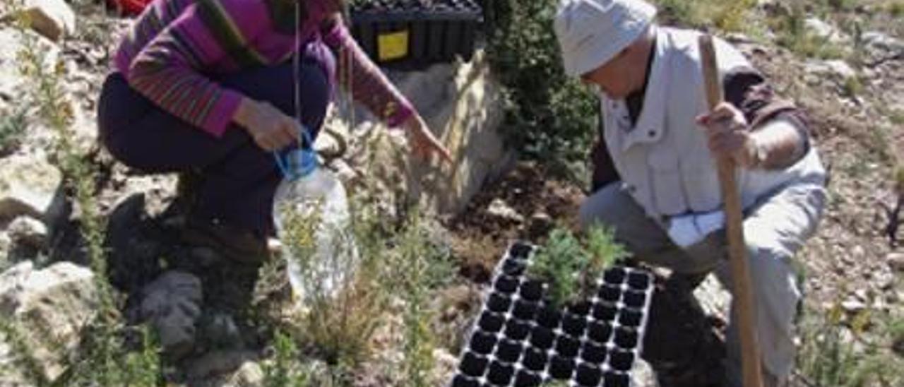 Un grupo de voluntarios plantando árboles en la Serra d&#039;Irta.