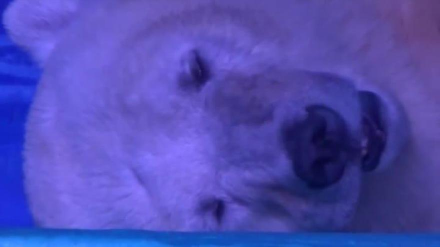 Campaña para liberar a un oso polar encerrado en un centro comercial en China