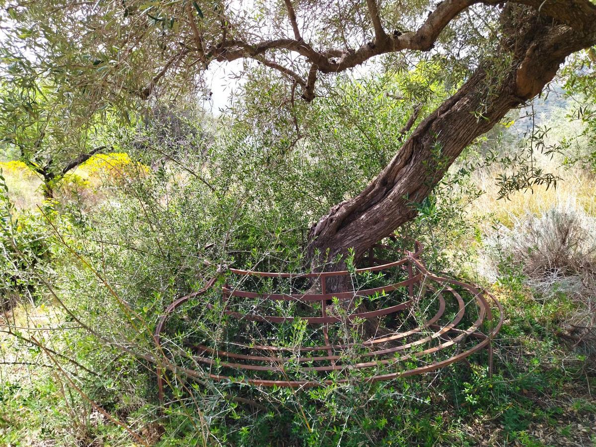 ¿Qué fue del jardín de los lirios de Bèrnia, en Benissa, el más grande de España?