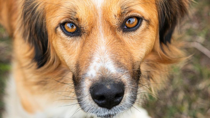 Los científicos descubren cómo hablarle a tu perro para crear un fuerte vínculo