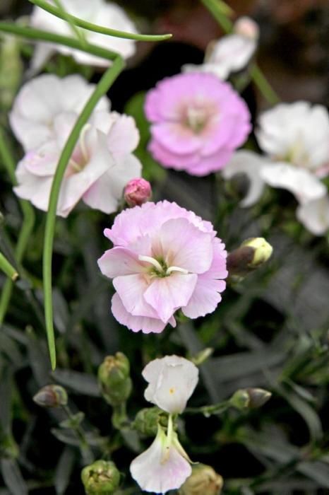 In ihrem Garten bei Sencelles züchtet Heide Göbel wilde Kräuter, Gemüse sowie Zierpflanzen mit Blüten, die nicht nur essbar sind, sondern richtig gut schmecken.