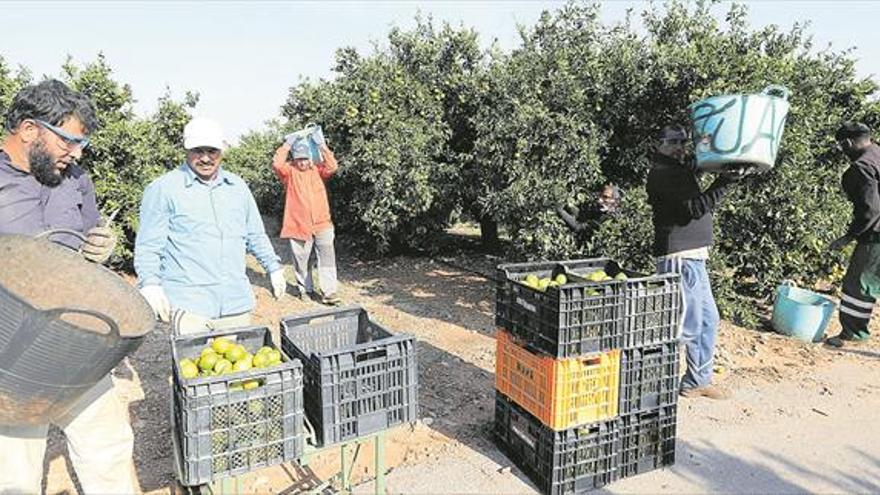 La crisis citrícola arrastra al empleo y ‘tira’ 23 millones solo en jornales