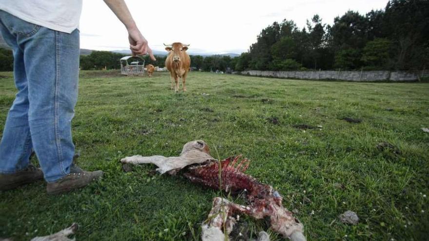 Restos de un ternero devorado por el lobo en Trabancas (Agolada) el año pasado.