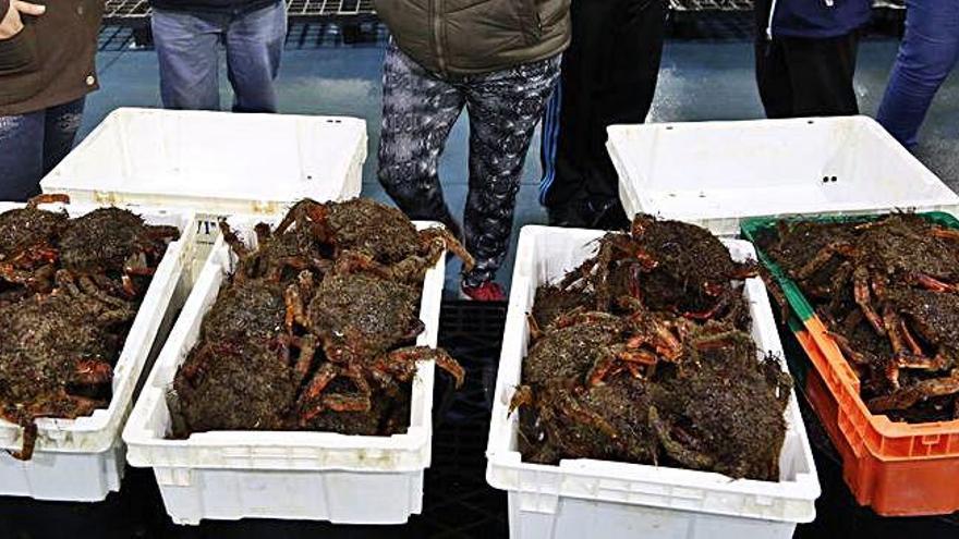 Centollas preparadas para la subasta en una lonja gallega.