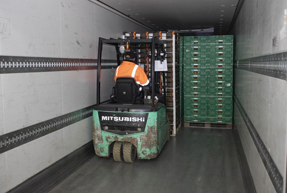 Cargamento de caquis preparado para su envío, en una imagen de archivo.