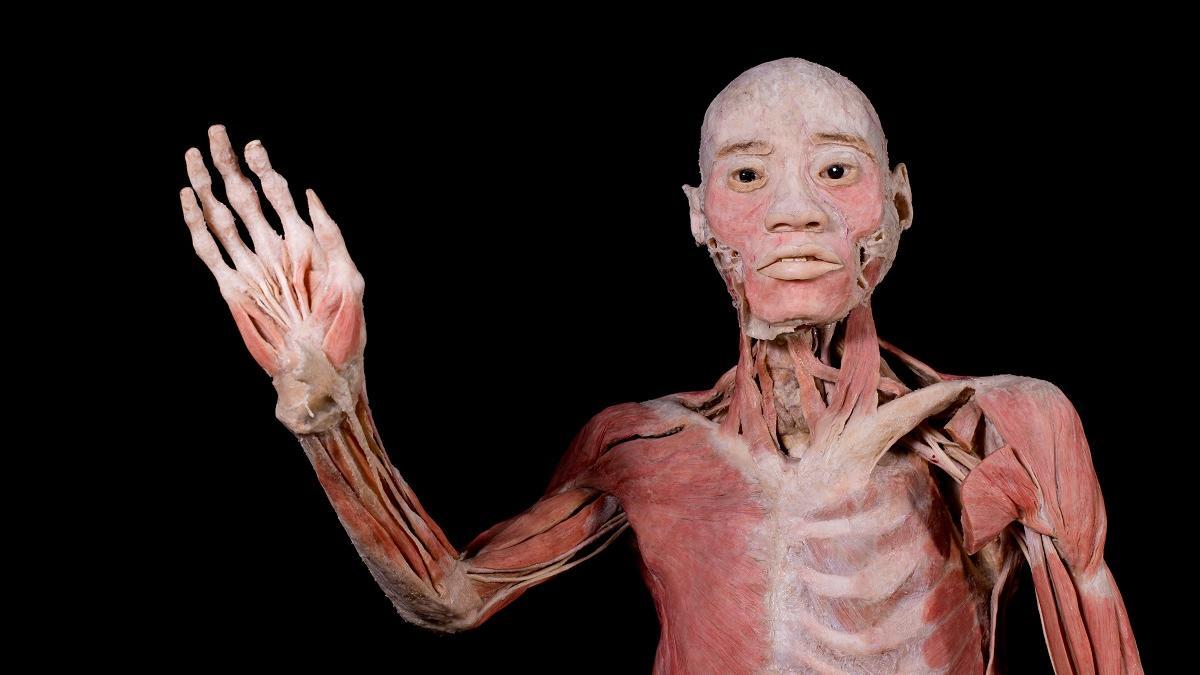 Uno de los cuerpos que integran la muestra Bodies Evolution.