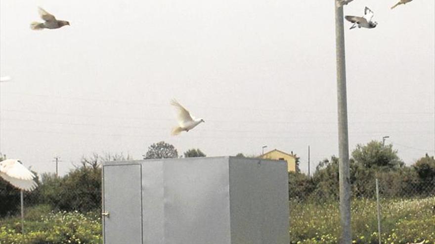 Burriana instala una jaula para controlar las palomas silvestres