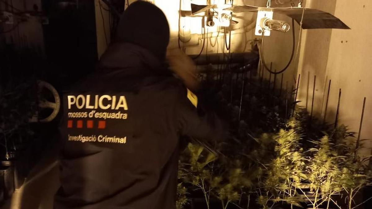 Un agent amb algunes de les plantes de marihuana de Vilafant.