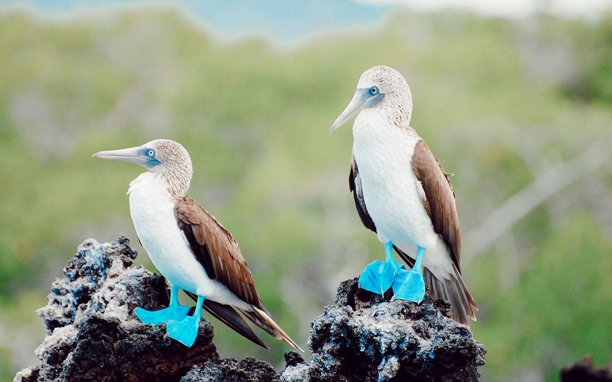 La fauna de las Galápagos está amenazada por el calentamiento y las especies invasoras
