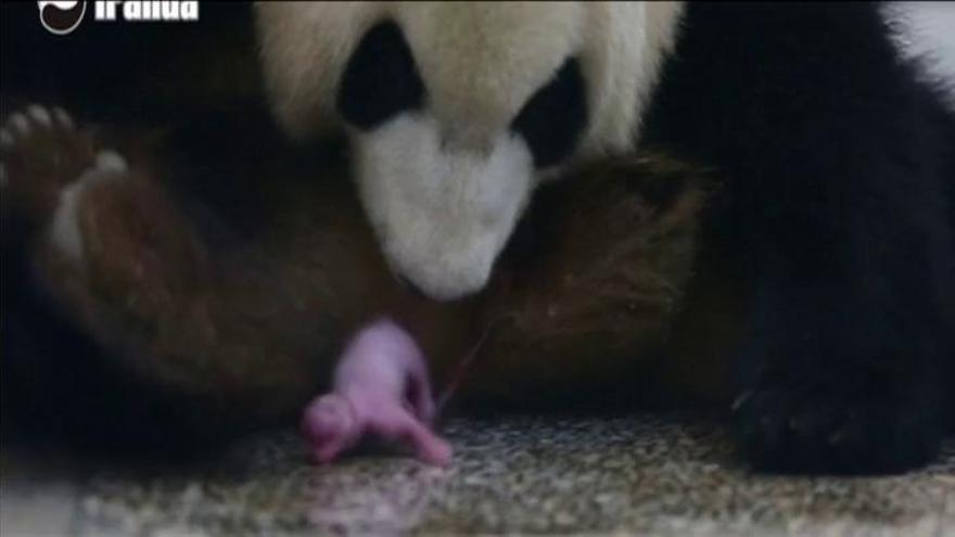 Nace el primer cachorro de oso panda por apareamiento natural este año en China