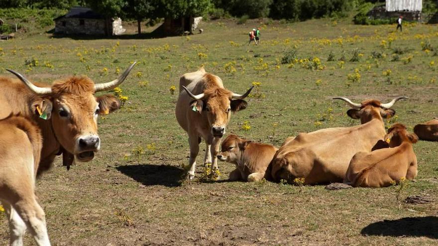 Ejemplares de vaca casina, el pasado verano en Brañagallones.