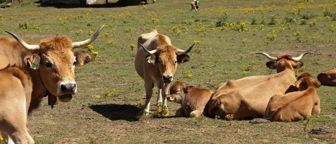 Ejemplares de vaca casina, el pasado verano en Brañagallones.