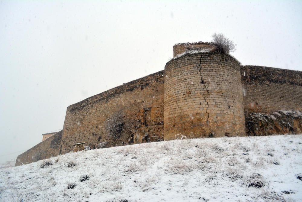 Morella