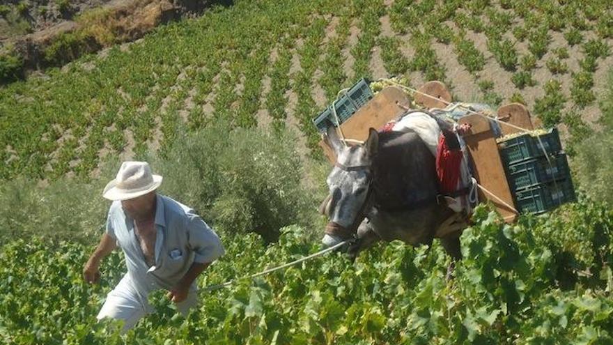 Vendimia en la Axarquía.