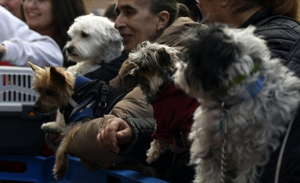 Así ha sido la bendición de animales por San Antón en Murcia