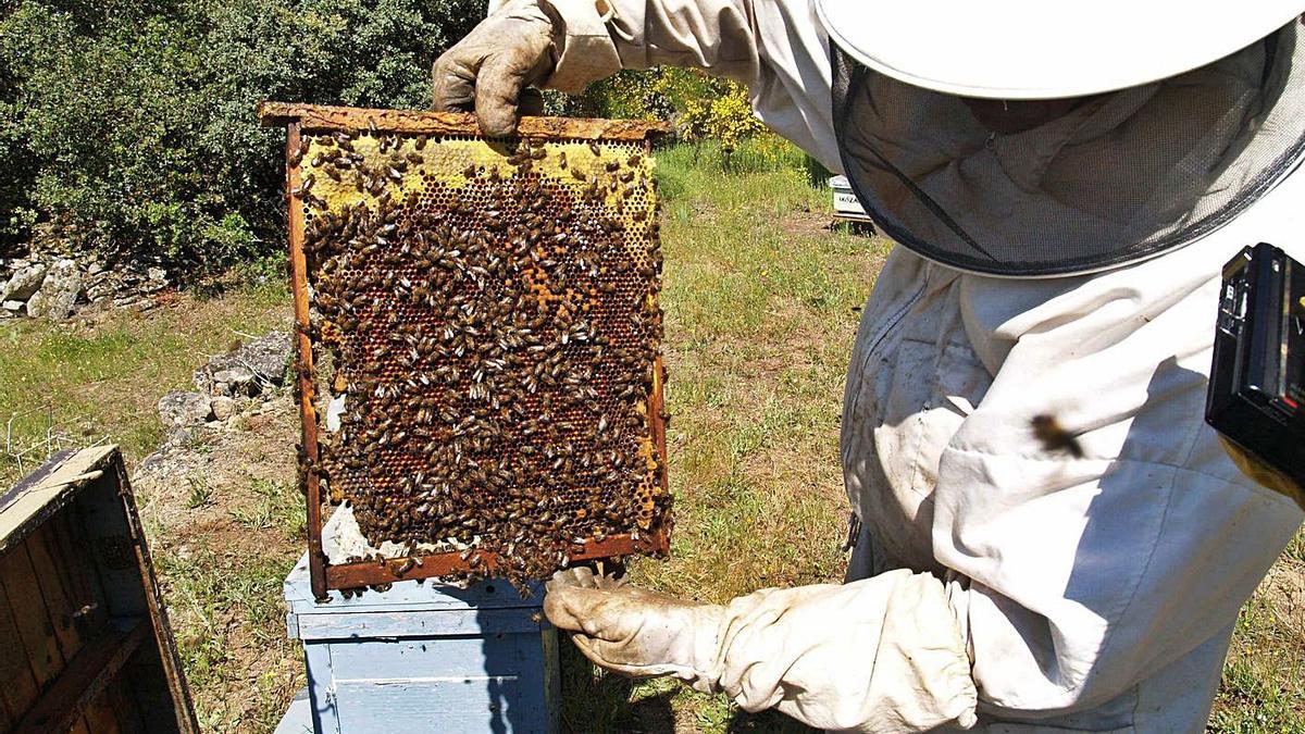 Un apicultor zamorano cuida de sus abejas. | Emilio Fraile