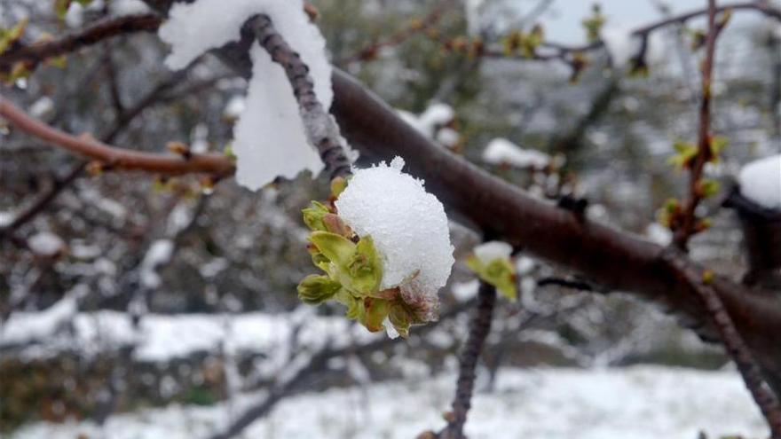 La nieve no afecta a la floración del cerezo en el Jerte, pero lo retrasa