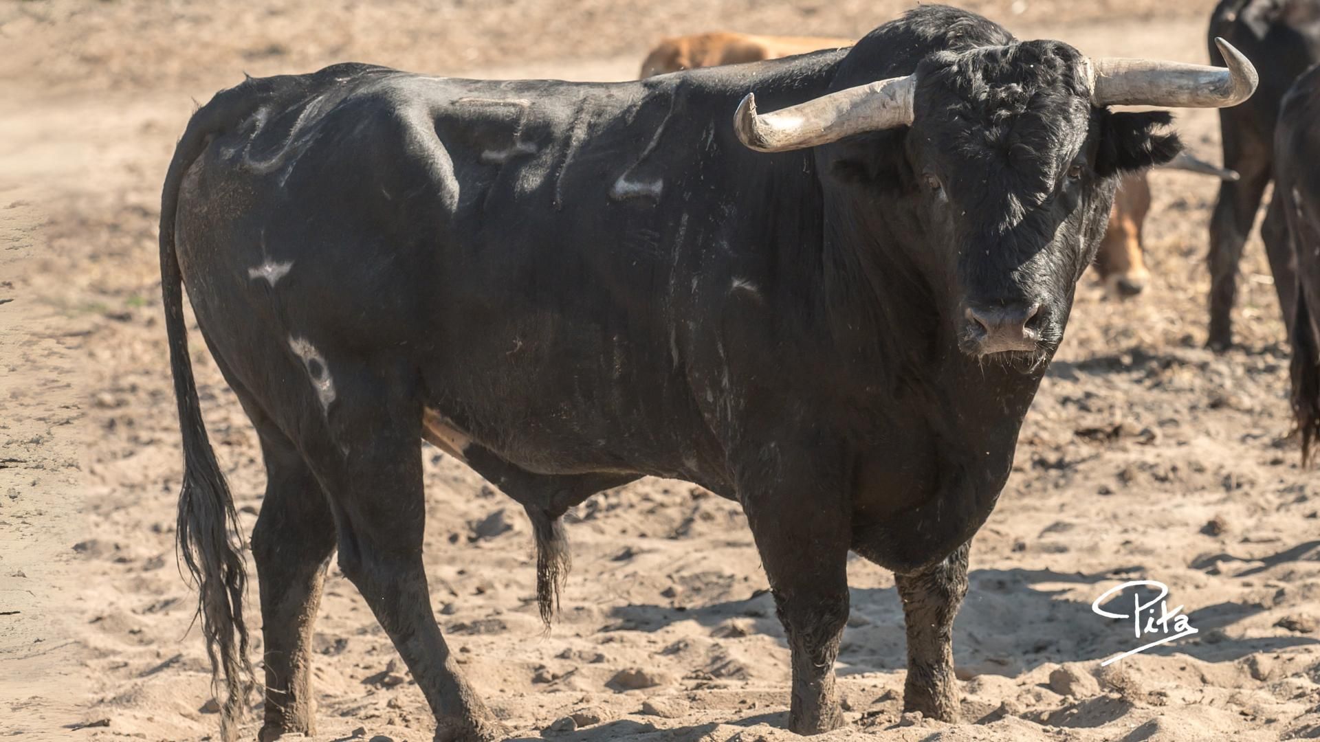 Vie 24 -Saltillo, Nº712 · G-0 (Palha) by A.C.T. Guarismo 2.png