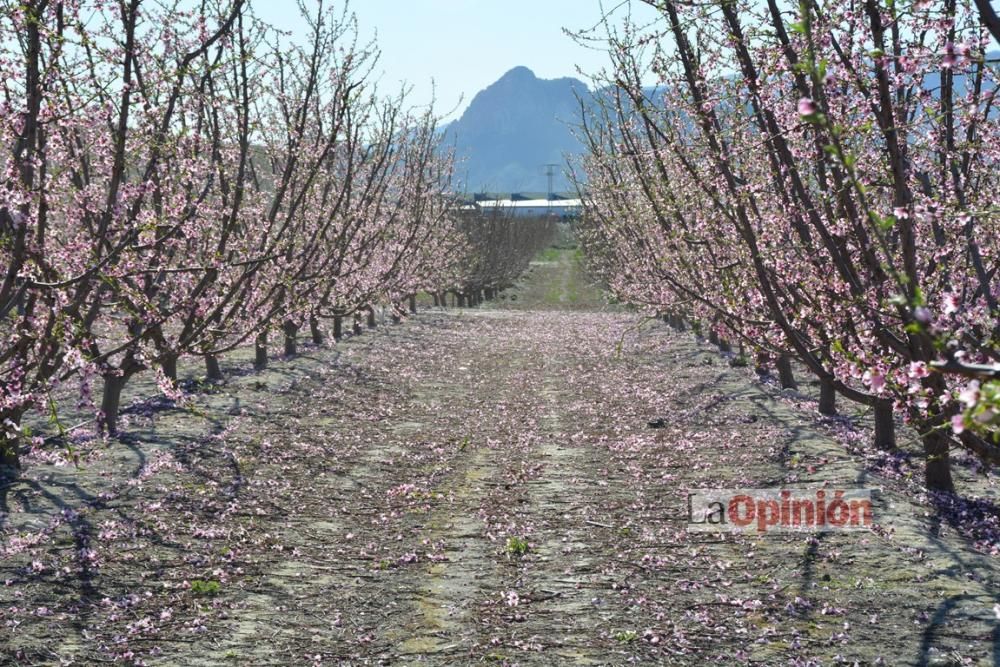 Comienza la Floración de Cieza