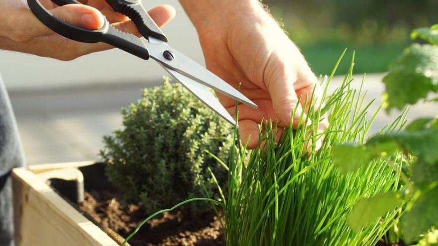 Avantatges d&#039;un Hort Urbà