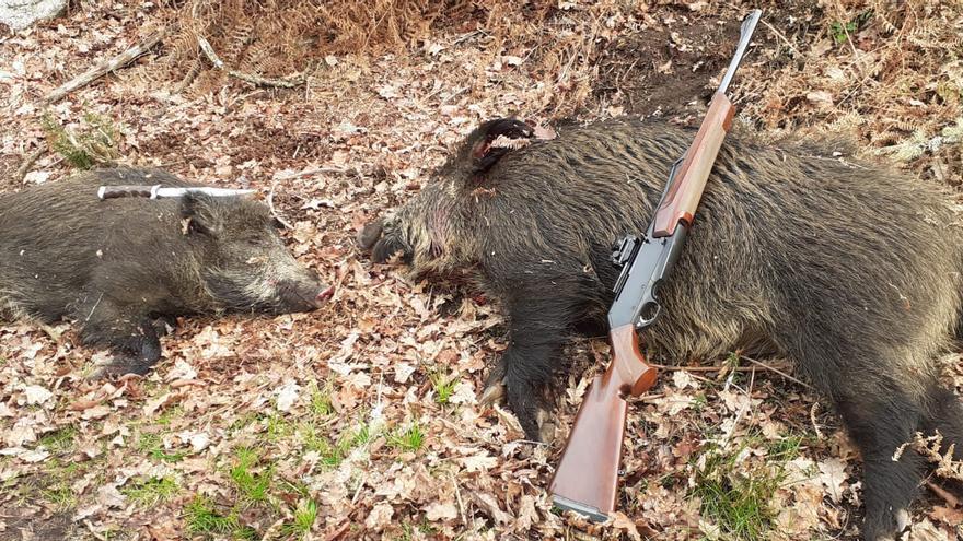 Dos cazadores, a juicio por matar un jabalí con cuchillo y perros de presa en Fornelos