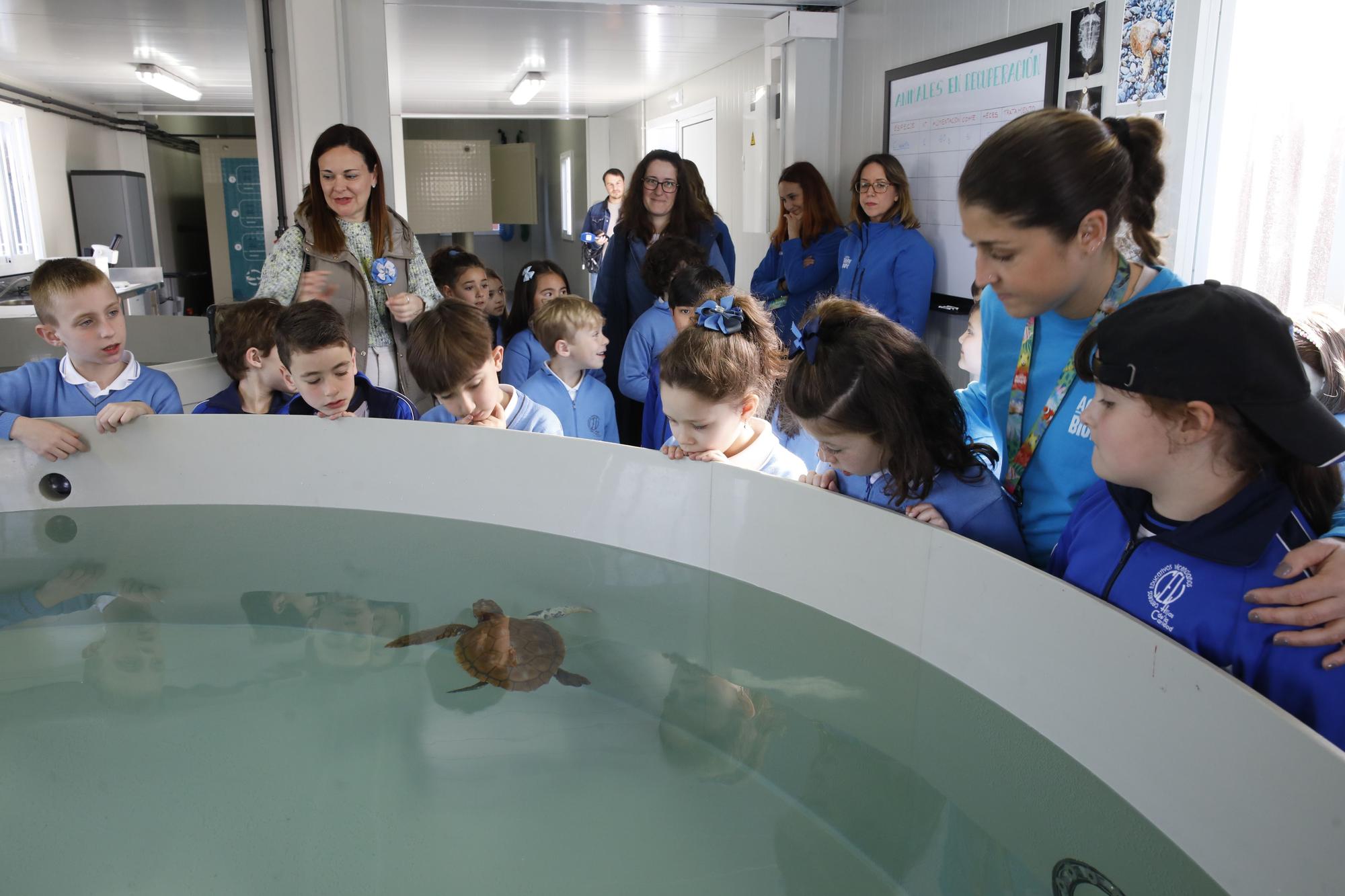 En imágenes: El Acuario de Gijón estrena su nuevo centro de apoyo a la red de varamientos del Principado