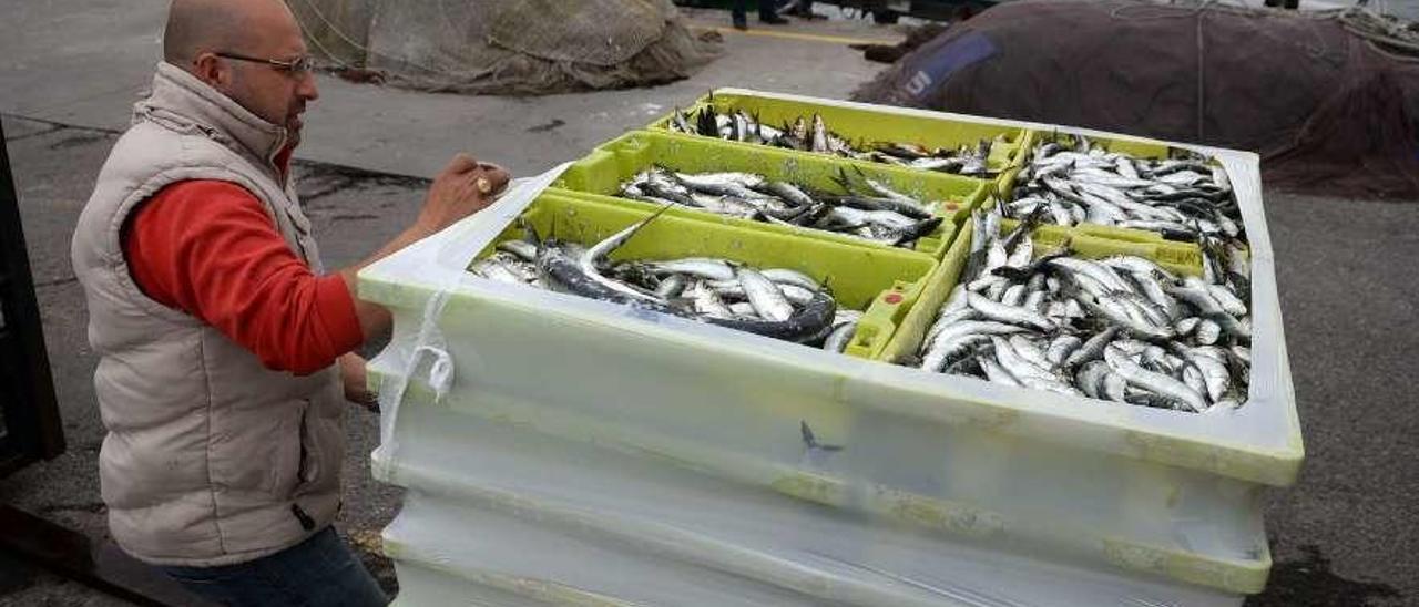 Descarga de sardina en un puerto de la ría de Arousa el año pasado. // Noé Parga