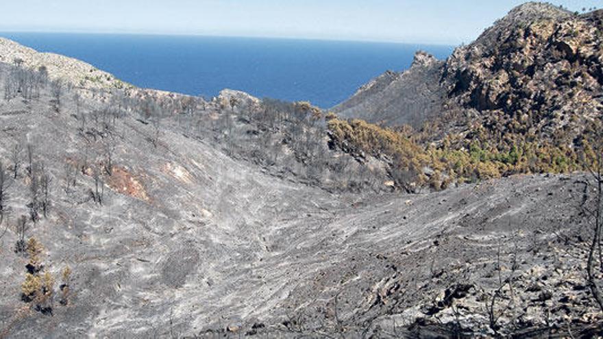 Coll de sa Gramola tras el fuego: apenas quedan unos pocos árboles en pie y el terreno ha cambiado el verde por el gris.