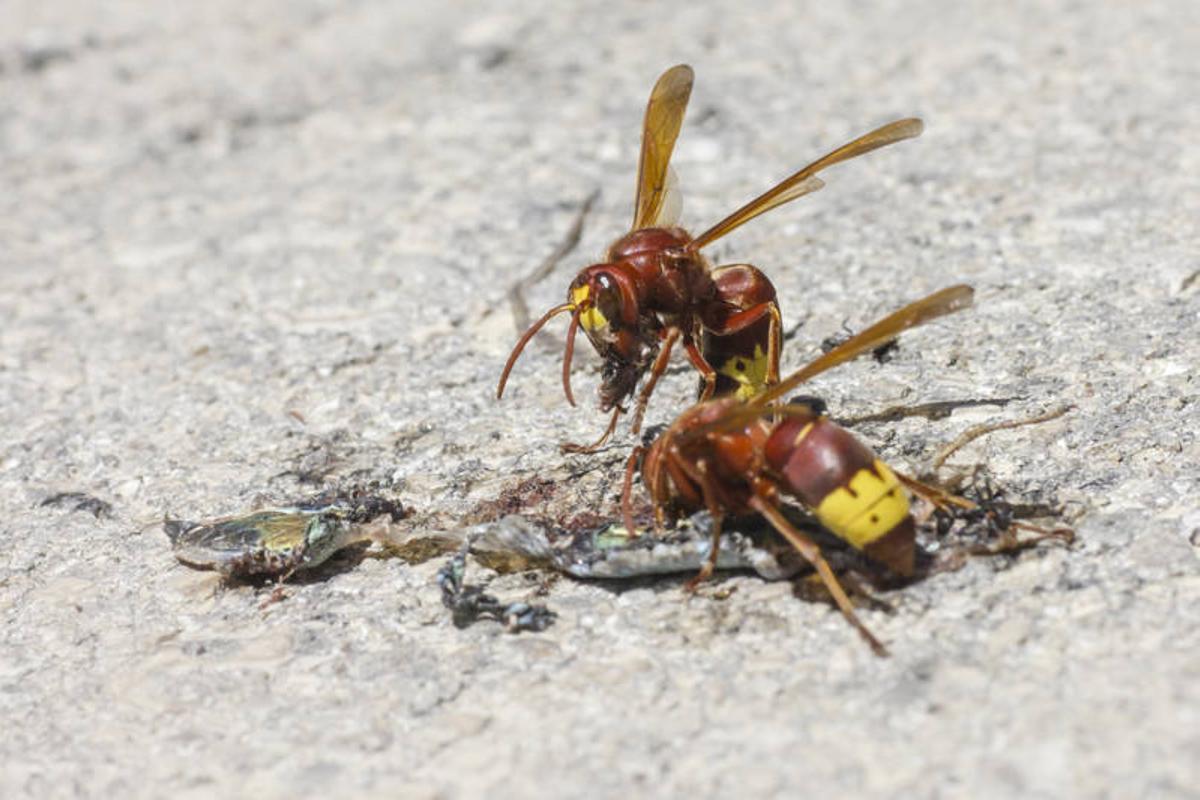 Avispas orientales devorando una presa