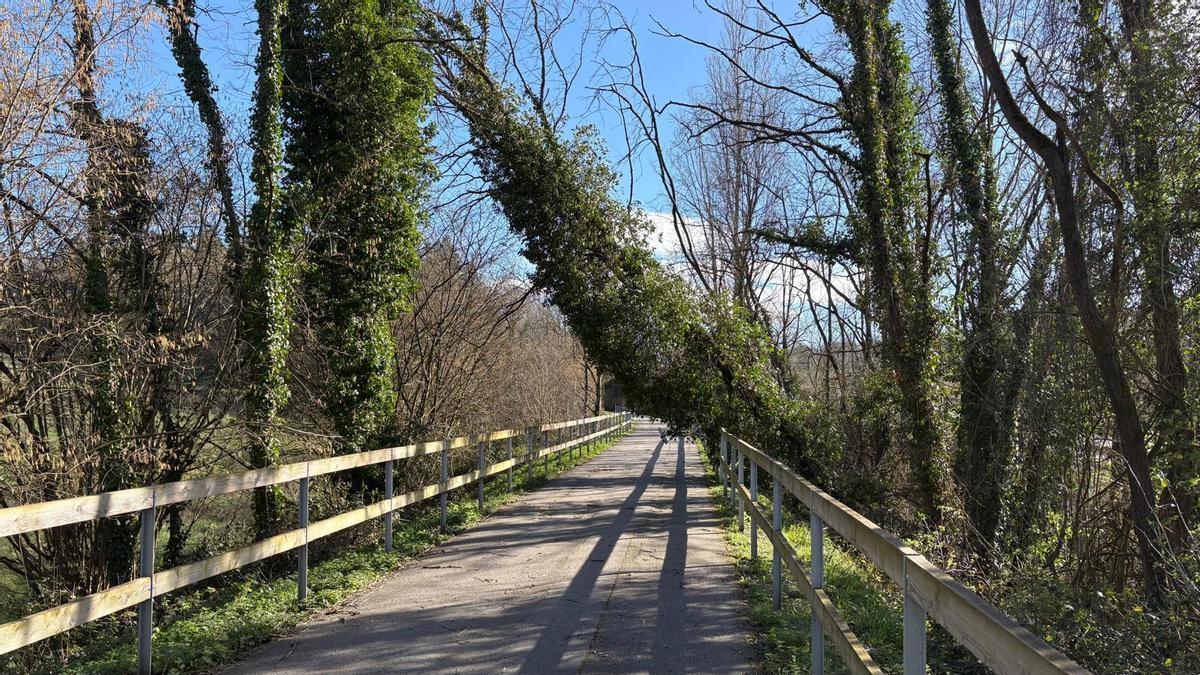 Un árbol caído en la senda de Fuso de la Reina.