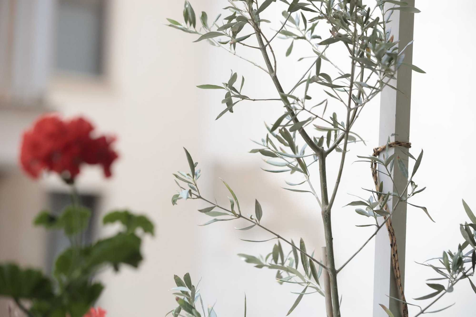 Vivir hasta el final en casa: los cuidados paliativos a domicilio en Mallorca