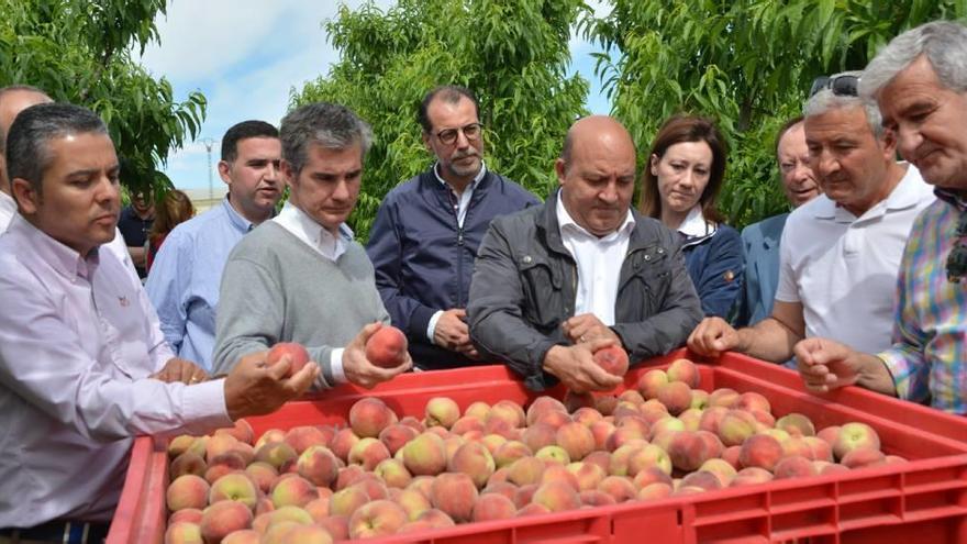 Lucas y Del Amor visitaron a los productores de la fruta de hueso de la Vega Alta.