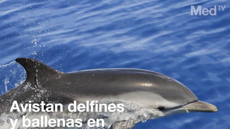 Avistan delfines y ballenas en Columbretes