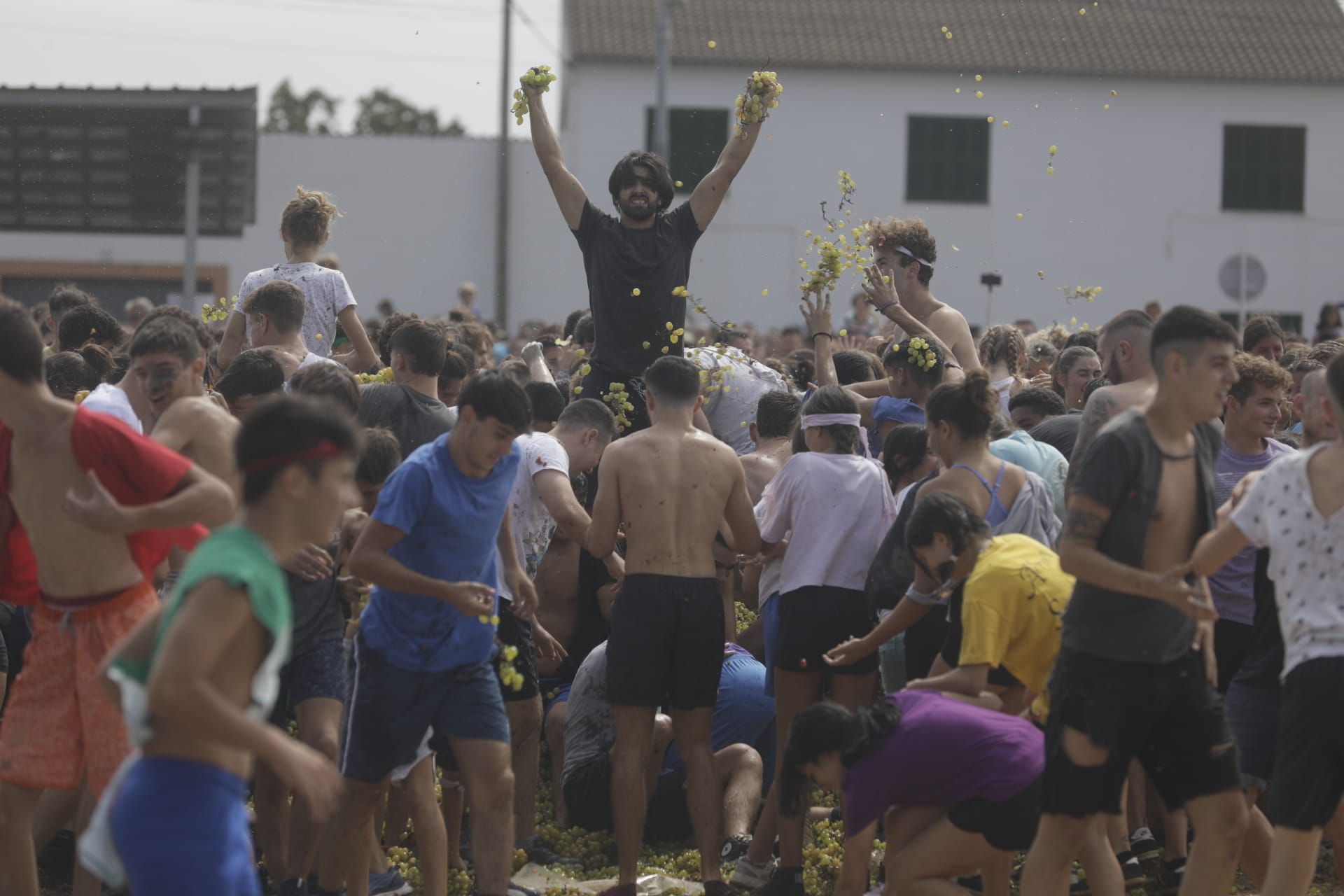 Batalla de uvas en Binissalem