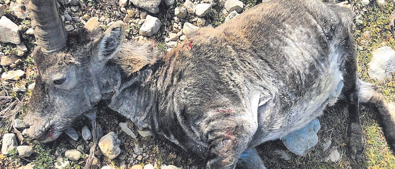El sector cinegético demanda nuevas medidas tras constatar la muerte del 85% de las cabras por sarna en Castellón.