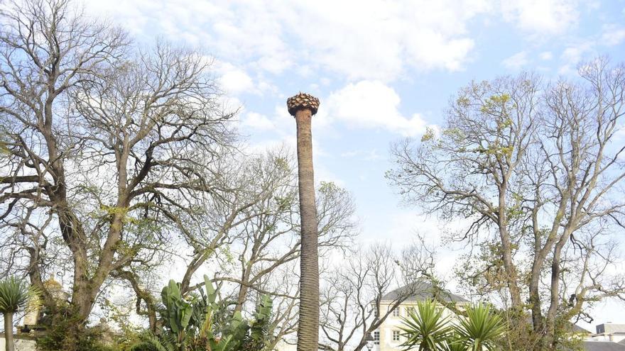 Nueva 'víctima' en el jardín de San Carlos de A Coruña: el picudo rojo obliga a talar una palmera de gran porte