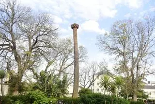 Nueva 'víctima' en el jardín de San Carlos de A Coruña: el picudo rojo obliga a talar una palmera de gran porte