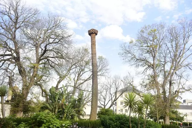 Nueva 'víctima' en el jardín de San Carlos de A Coruña: el picudo rojo obliga a talar una palmera de gran porte