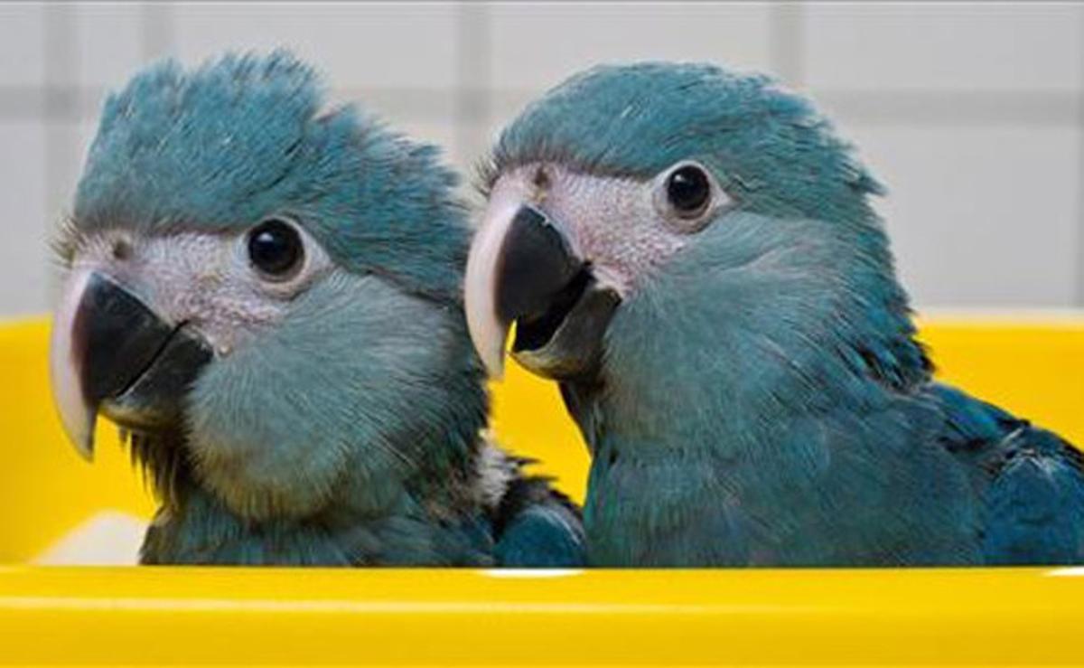 A la imatge, dos guacamais fotografiats a l’’Associació per a la preservació d’aus en perill’ a Schoeneiche (Alemanya).