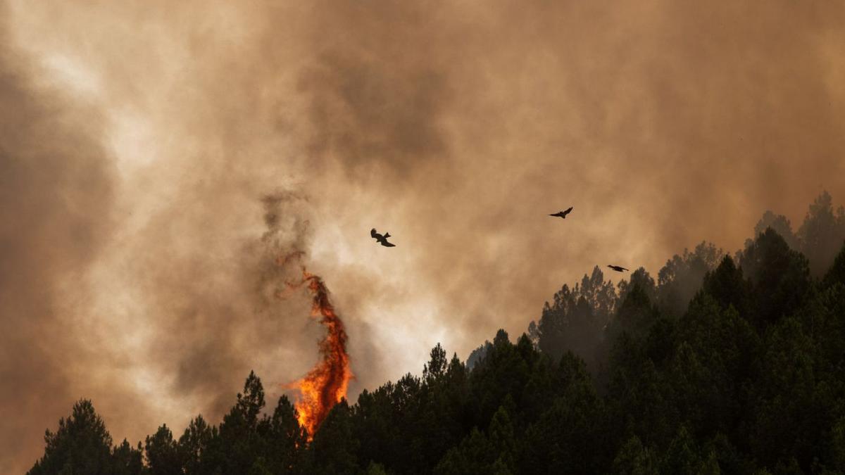 Más de 1.000 hectáreas de La Culebra sucumben a un segundo incendio un mes después