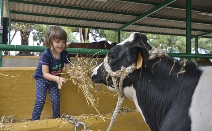 ARUCAS GRAN CANARIA A 27/05/2017. Feria de Ganado en la Granja del Cabildo de Gran Canaria. FOTO: J.PÉREZ CURBELO