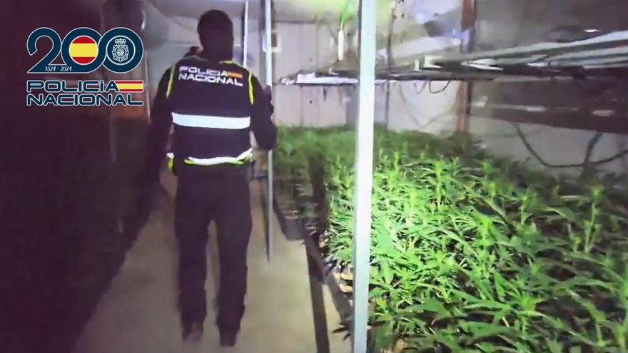 Cuatro detenidos por el cultivo de 1.350 plantas de marihuana en una nave