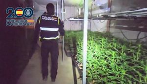 Cuatro detenidos por el cultivo de 1.350 plantas de marihuana en una nave de Toledo