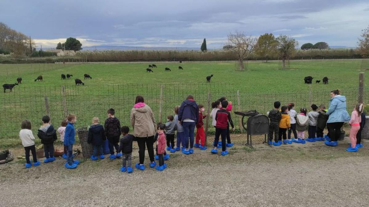 Visita a la granja y quesería La Pardina para aprender a hacer queso. |