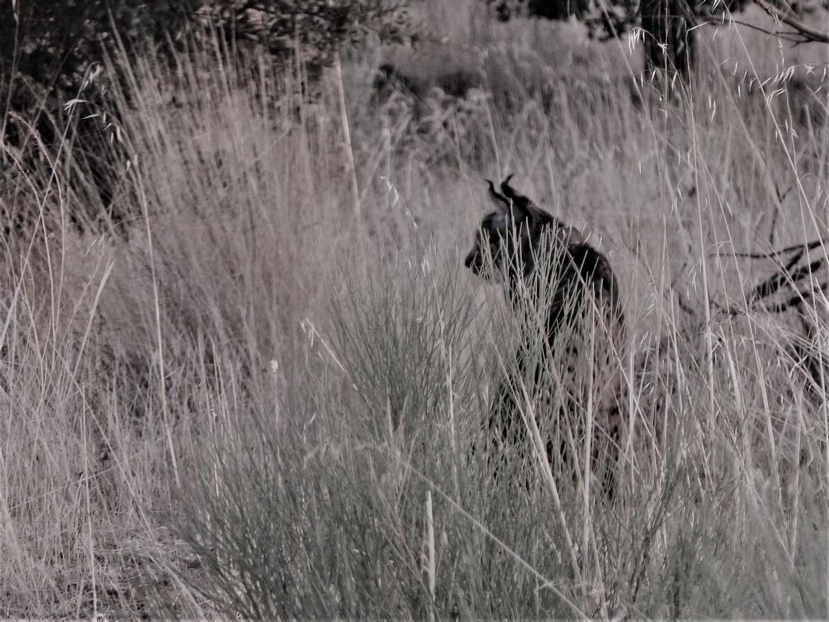 Un lince, con las orejas en posición de máxima alerta, con las que es capaz de dotar a su oído de una percepción casi sobrenatural.