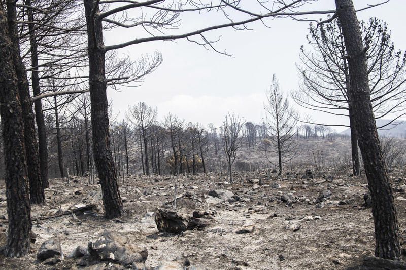 El paraje de El Surar, arrasado por el incendio