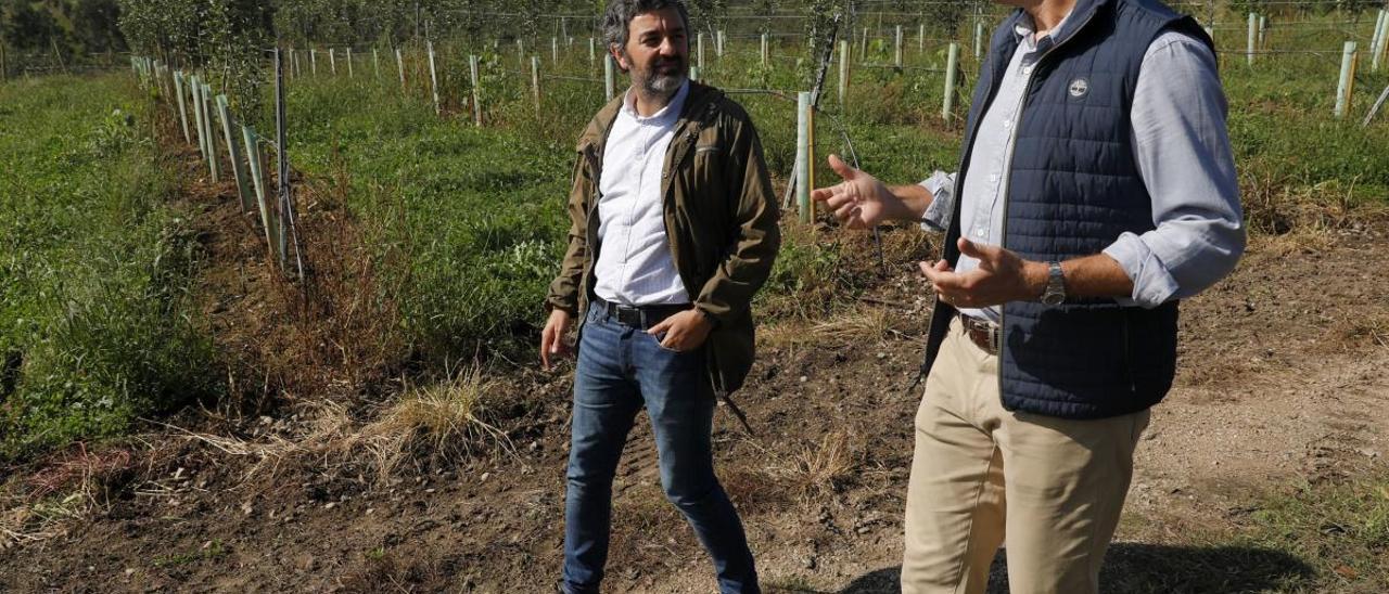 El consejero Alejandro Calvo, en una visita a una finca de Serín.