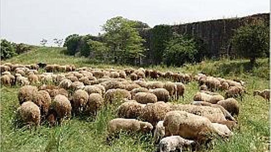 Les ovelles estan destinades a netejar el sotabosc de Sant Daniel.
